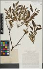 Foto von Salix lapponum L. x Salix phylicifolia L.